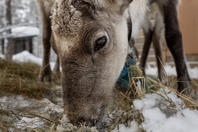 8-10km Husky Ride in the Taiga and Visit other farm animals - Visiting the Husky Kennel and Farm Animals