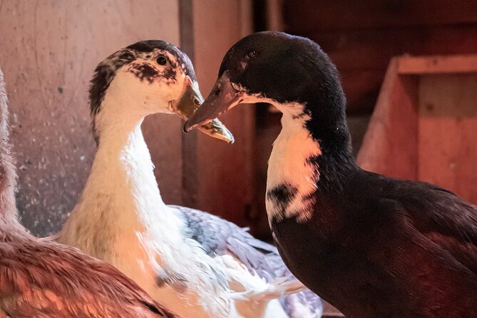 8-10km Husky Ride in the Taiga and Visit other farm animals - The Lapish BBQ Lunch and Cozy Atmosphere