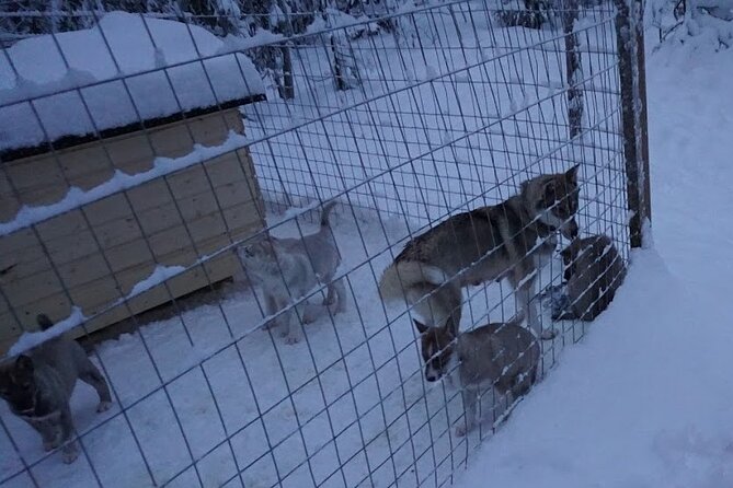 8-10km Husky Ride in the Taiga Forest and visiting the Kennel - Key Points