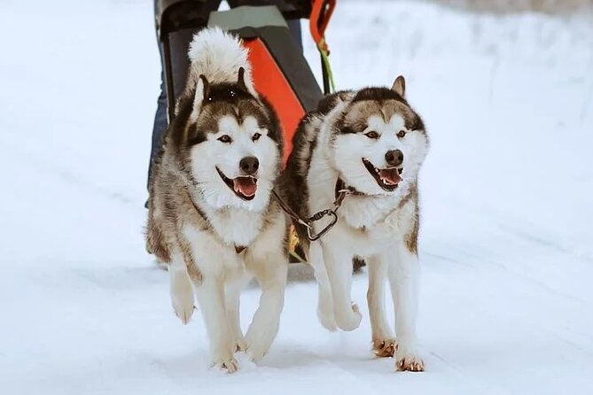 8-10km Husky Ride in the Taiga Forest and visiting the Kennel - The Post-Ride Experience and Local Stories