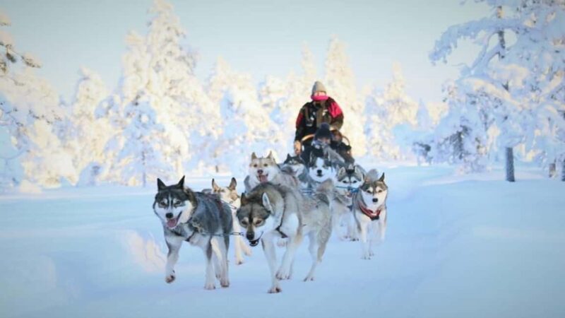 8-10km Husky Ride in the Taiga Forest & Visiting the Kennel - Driving the Husky Sled: An Arctic Thrill