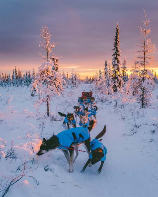 8-10km Husky Ride in the Taiga Forest & Visiting the Kennel - The Physical and Practical Aspects of the Tour