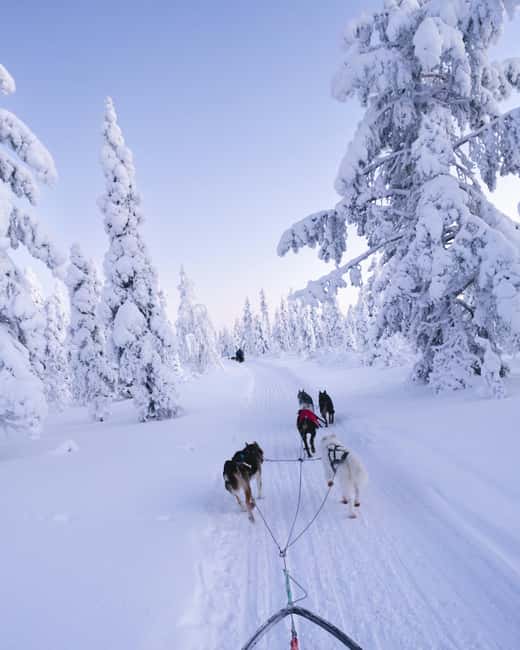 8-10km Husky Ride in the Taiga Forest & Visiting the Kennel - Frequently Asked Questions