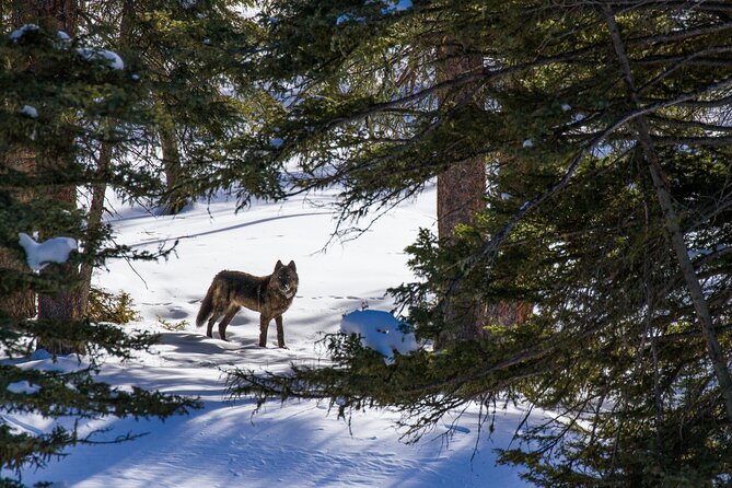 8 Hour Combination Snowshoe & Wildlife Viewing in Grand Teton National Park - Food and Refreshments Included
