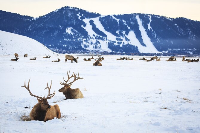 8 Hour Combination Snowshoe & Wildlife Viewing in Grand Teton National Park - Accessibility and Private Bookings