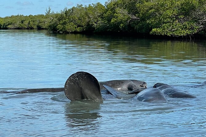 8-Hour Jungle Tour and Lagoon Passage to the Ocean in Fort Pierce - Reaching the Ocean Inlet and Beach Spot