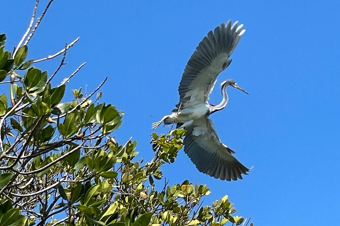 8-Hour Jungle Tour and Lagoon Passage to the Ocean in Fort Pierce - Logistics and Group Size