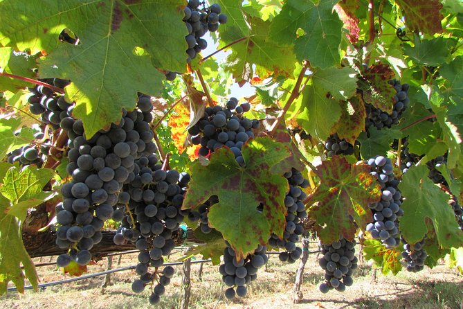 8 Hour Private Customized Wine Tour up to 7 Guests Napa & Sonoma - What’s Not Included and Planning Tips