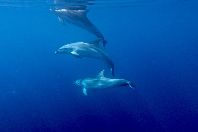 8 Hours Excursion in the Gulf of Olbia with aperitif+lunch included - Discovering Cala Girgolu and its Small Coves