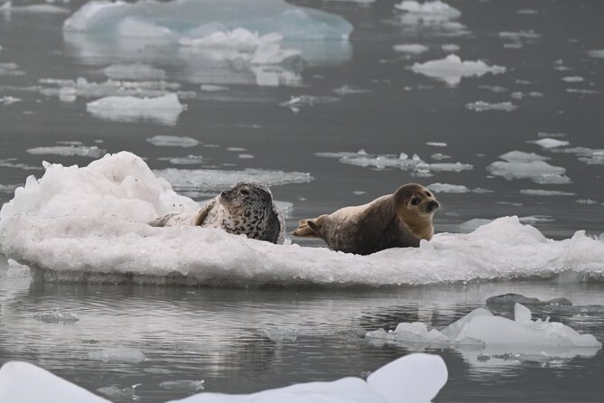 8hr Kenai Fjords Whale Watching Tour w/ 1hr Fishing 16 Passengers - What to Expect During the 8-hour Kenai Fjords Tour