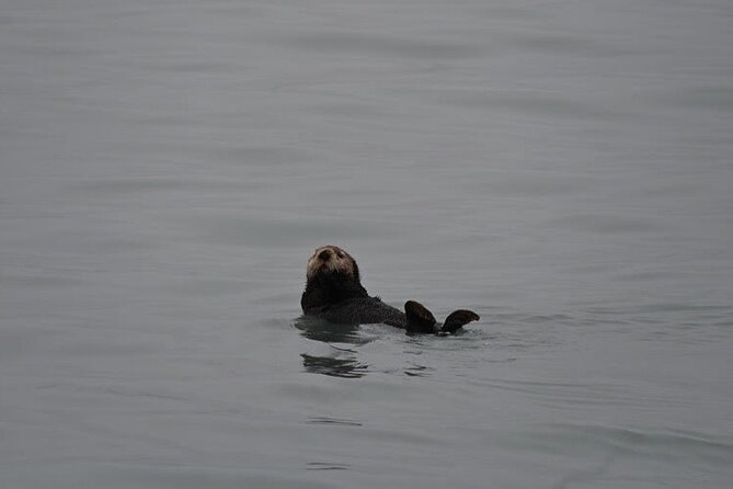 8hr Kenai Fjords Whale Watching Tour w/ 1hr Fishing 16 Passengers - Marine Wildlife and Scenery Highlights of Kenai Fjords