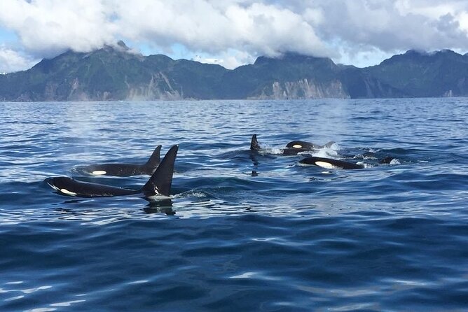 8hr Kenai Fjords Whale Watching Tour w/ 1hr Fishing 16 Passengers - One Hour of Deep-Sea Fishing Included in the Tour