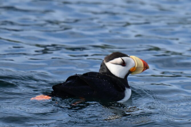 8hr Kenai Fjords Whale Watching Tour w/ 1hr Fishing 16 Passengers - Practical Considerations: Weather, Accessibility, and Booking