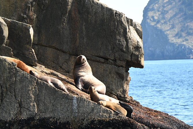 8hr Kenai Fjords Whale Watching Tour w/ 1hr Fishing 16 Passengers - Summary of Who Will Enjoy This Tour Most