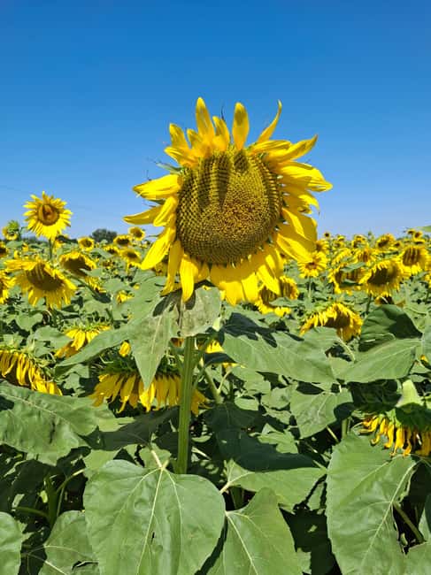 9-Day Best of Tuscany Tour with Guide and Driver - Key Points