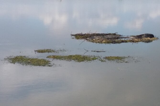 90 Minute Airboat Tour in the Florida Everglades - What the 90-Minute Airboat Experience Entails
