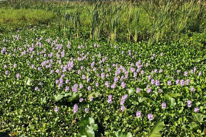 90 Minute Airboat Tour in the Florida Everglades - Specifics of the Wildlife Encounters