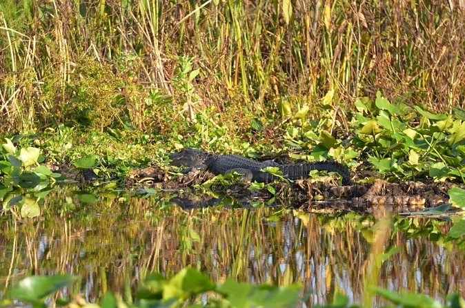 90 Minute Airboat Tour in the Florida Everglades - The Experience of Skimming Across Water on an Airboat