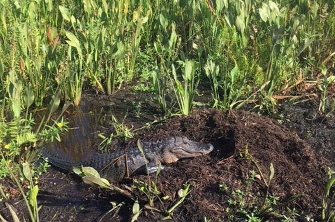 90 Minute Airboat Tour in the Florida Everglades - The Expertise of the Guides, Including Captain Cam