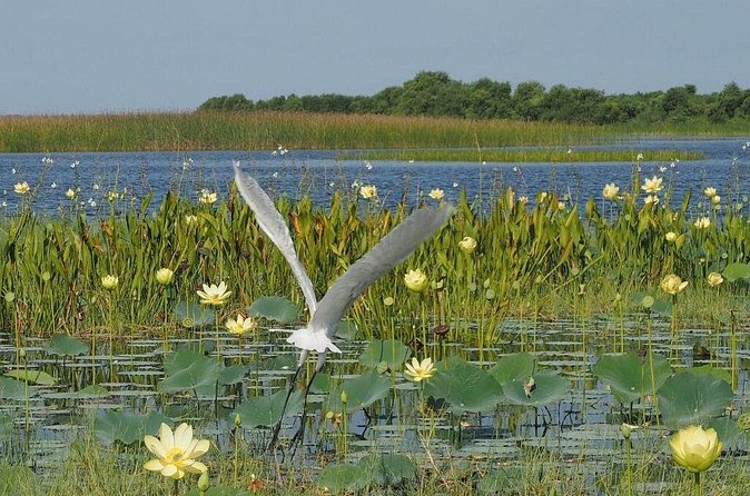 90 Minute Airboat Tour in the Florida Everglades - Weather Policies and Cancellation Terms