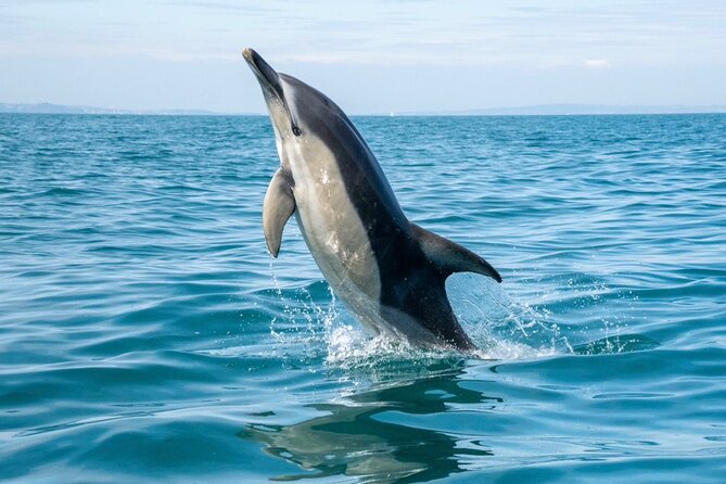 90 Minute Coastal Explorer in Torquay - Exploring Berry Head National Nature Reserve