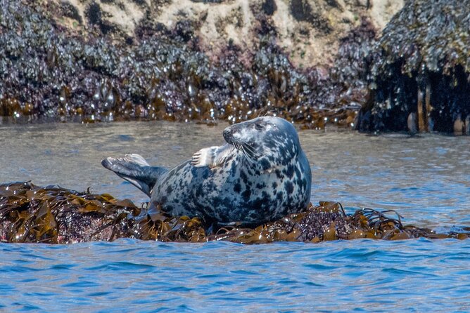 90 Minute Coastal Explorer in Torquay - Enjoying Babbacombe Bay by Boat