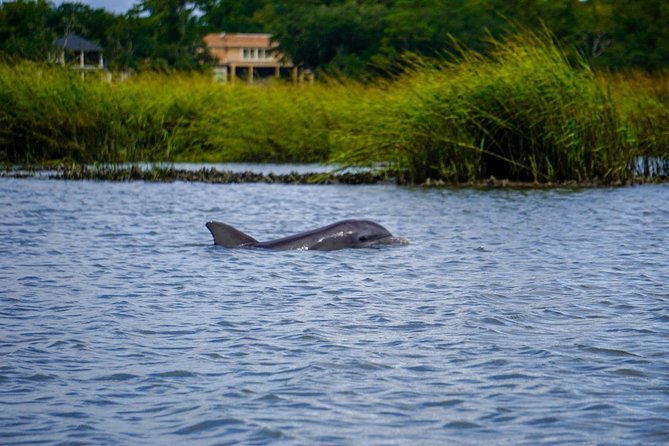 90-Minute Dolphin and Nature Tour of Hilton Head - Key Points