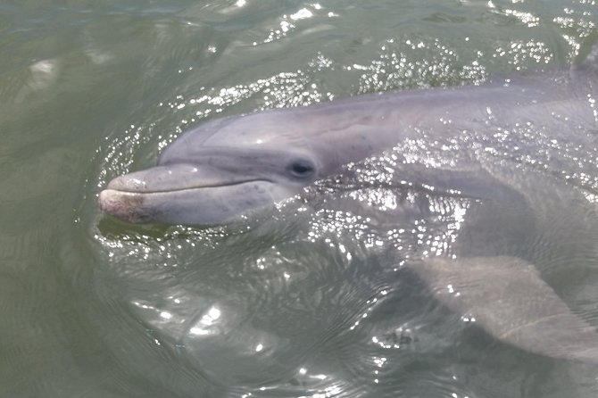 90-Minute Dolphin and Nature Tour of Hilton Head - The Experience with Smaller Boats