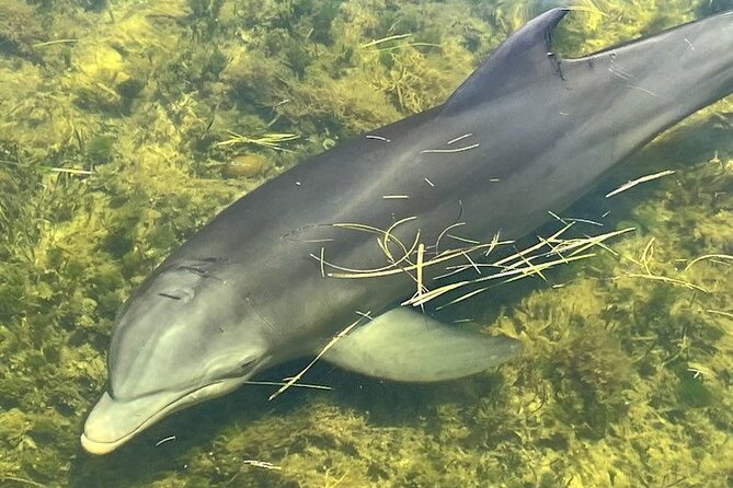 90-Minute Guided Eco Airboat Tour in Homosassa - Wildlife Encounters in the Mangroves and Reefs