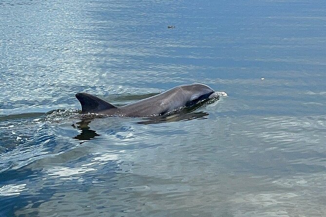 90-Minute Guided Eco Airboat Tour in Homosassa - What Sets This Tour Apart from Other Eco Tours