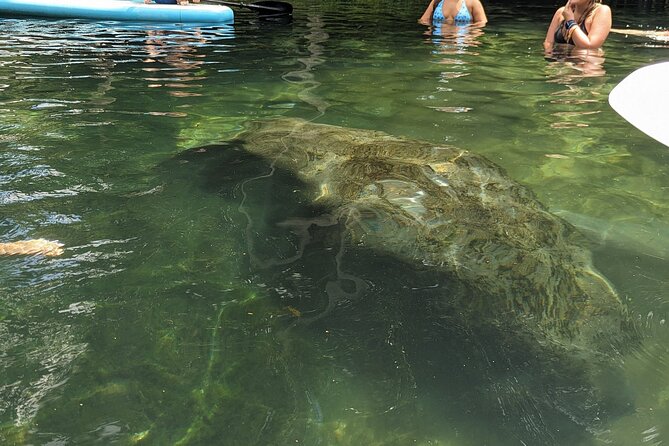 90-Minute Guided Eco Airboat Tour in Homosassa - The Sum Up: An Eco-Friendly Adventure in Homosassa