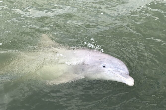 90 Minute Hilton Head Dolphin and Nature Cruise - Where the Hilton Head Dolphin and Nature Cruise Begins