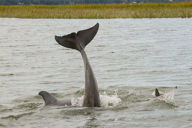 90 Minute Hilton Head Dolphin and Nature Cruise - Practical Tips for a Great Experience