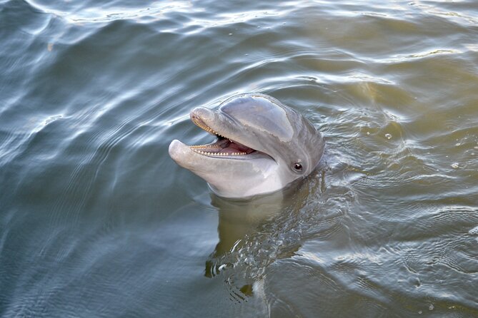 90 Minute Hilton Head Dolphin and Nature Cruise - Customer Service and Tour Experience