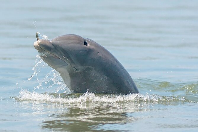 90 Minute Hilton Head Dolphin and Nature Cruise - Who Will Love the Hilton Head Dolphin and Nature Cruise