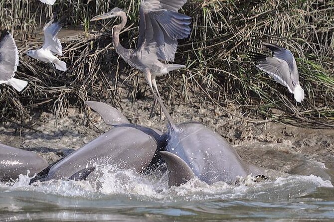 90 Minute Hilton Head Dolphin and Nature Cruise - The Sum Up: A Reliable Wildlife Adventure with Educational Value