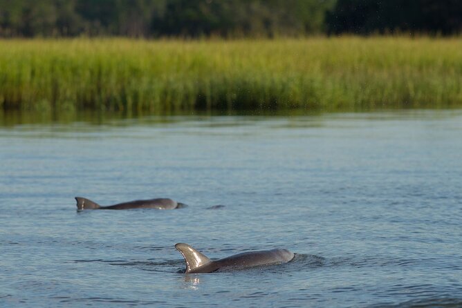 90 minute Hilton Head Sunset Dolphin Cruise - Explore Hilton Head’s Salt Marsh and Sunset Views for $55