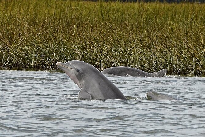90 minute Hilton Head Sunset Dolphin Cruise - The Ohana: A Spacious and Well-Equipped Vessel