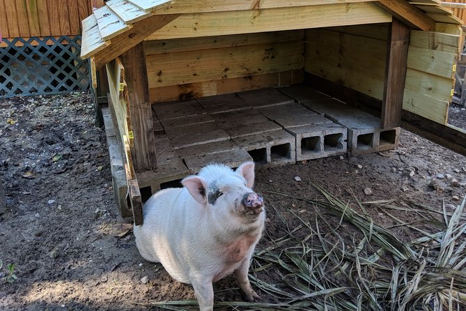 90-Minute Jean Lafitte Swamp and Bayou Tour with Transportation - The Experience for All Ages and Accessibility