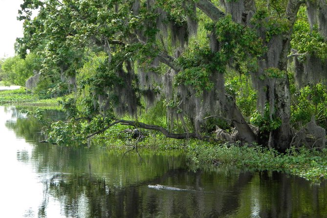90-Minute Jean Lafitte Swamp and Bayou Tour with Transportation - Managing Expectations and Common Challenges