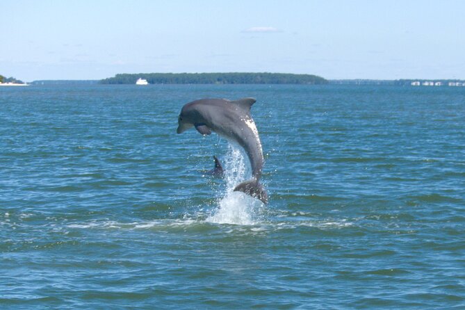90-Minute Private Dolphin Tour in Hilton Head Island - Discover the 90-Minute Private Dolphin Tour in Hilton Head Island