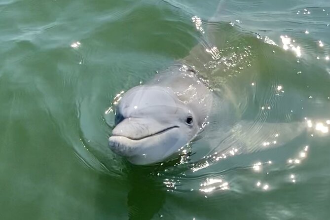 90-Minute Private Dolphin Tour in Hilton Head Island - Key Points