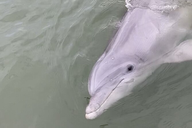 90-Minute Private Dolphin Tour in Hilton Head Island - Dolphin Sightings: Close Encounters in the Wild