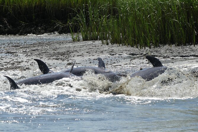 90-Minute Private Dolphin Tour in Hilton Head Island - The Experience: Intimate and Educational Wildlife Viewing