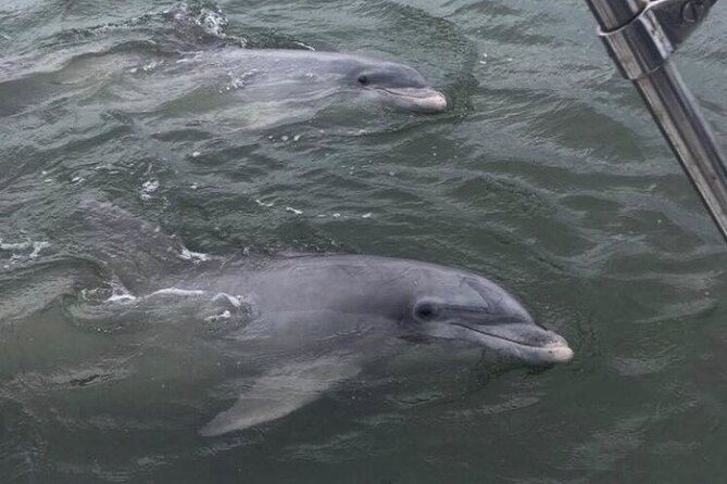 90-Minute Private Dolphin Tour in Hilton Head Island - Weather Considerations and Flexibility