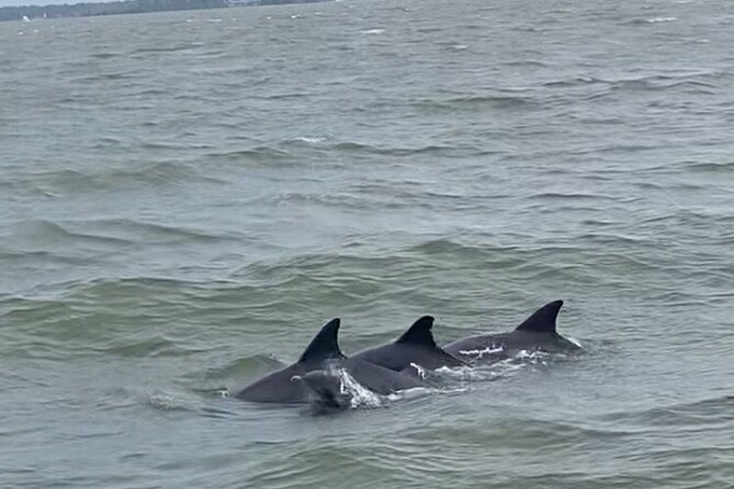 90-Minute Private Dolphin Tour in Hilton Head Island - The Value of a Private Wildlife Tour