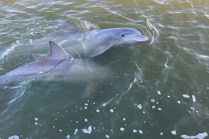 90 Minute Tour to See Dolphins in Hilton Head Island - Discover Hilton Heads Dolphin & Nature Tour: 90 Minutes of Water-Based Adventure