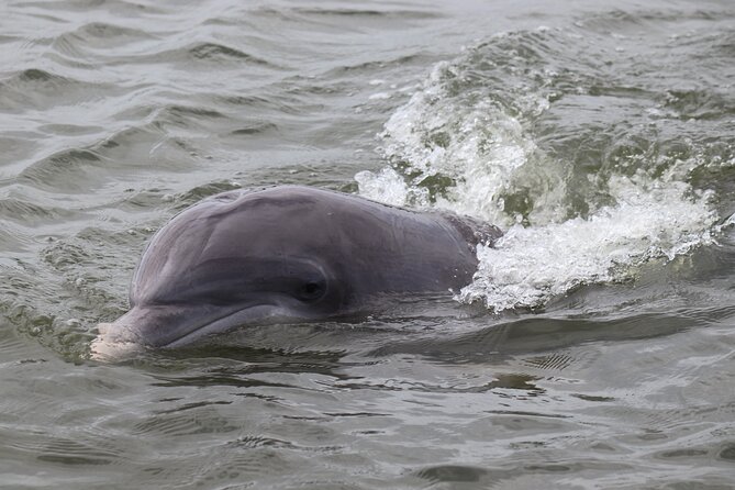 90 Minute Tour to See Dolphins in Hilton Head Island - Captains and Guides: Knowledgeable and Welcoming