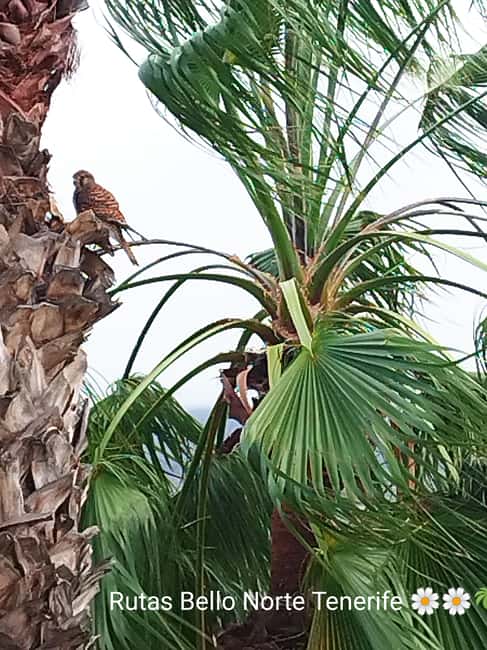 90-minute walking tour overlooking Barranco Ruiz, Tenerife - The Old Hermitage and Cliff Views