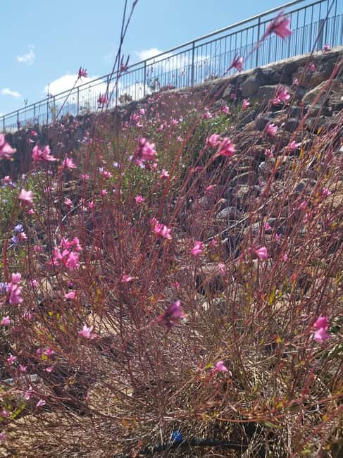 90-minute walking tour overlooking Barranco Ruiz, Tenerife - Who Will Appreciate This Tour Most